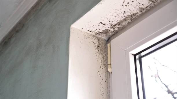 Best Air Quality Testing for Mold Spores  in Silver Lakes, CA